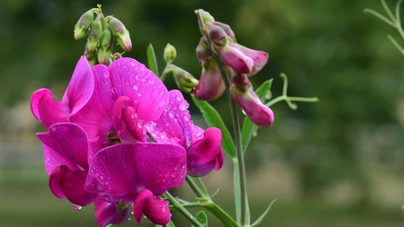 Groszek pachnący zachwyca swoim wyglądem oraz aromatem