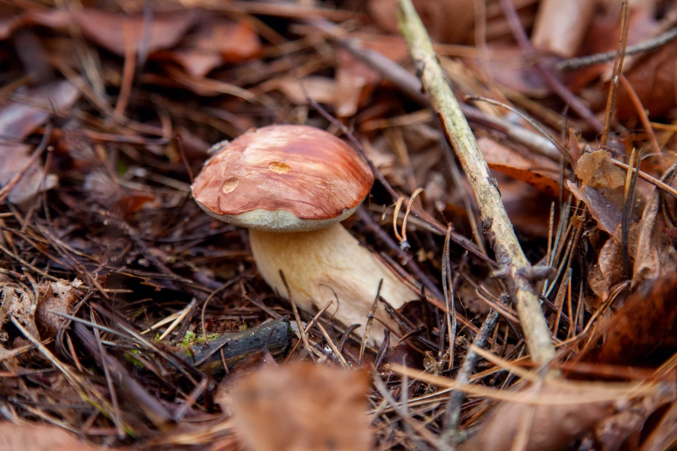 O tej porze roku można jeszcze spotkać podgrzybki, kurki, kanie czy maślaki O tej porze roku można jeszcze spotkać podgrzybki, kurki, kanie czy maślaki