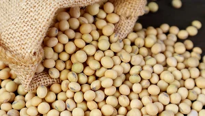 Najbogatszym w fitoestrogeny produktem żywnościowym jest soja. Sprawdź, gdzie jeszcze można znaleźć te zwązki