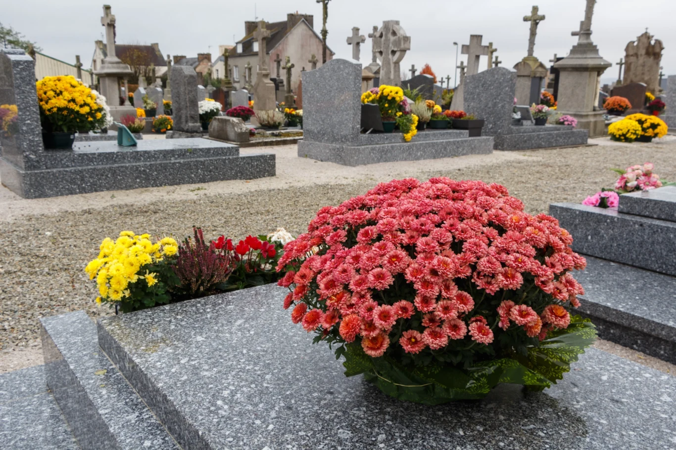 Chryzantemy wcale nie muszą lądować w koszu po przekwitnięciu. Jest sposób, aby przedłużyć im życie Chryzantemy wcale nie muszą lądować w koszu po przekwitnięciu. Jest sposób, aby przedłużyć im życie