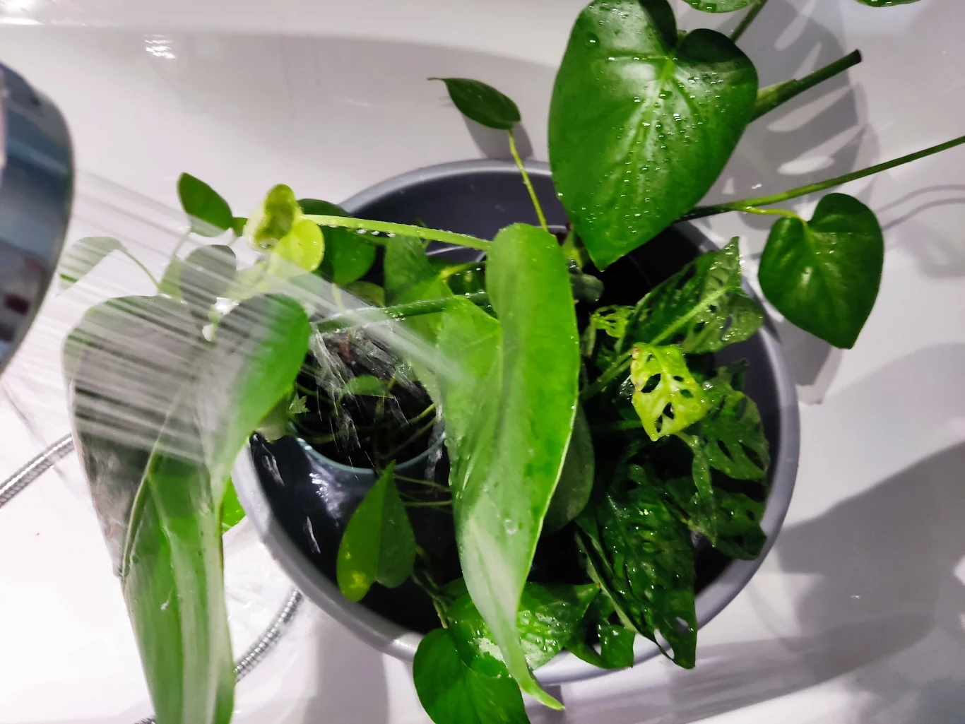 Jaką wodą myć rośliny? Powinna być letnia Jaką wodą myć rośliny? Powinna być letnia