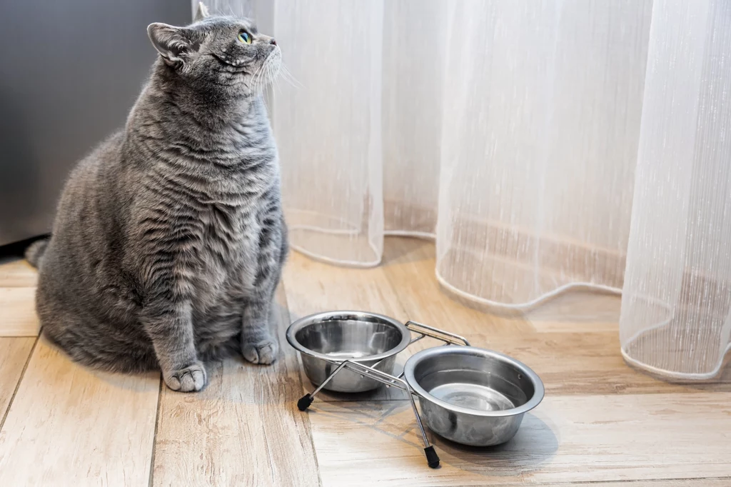 Brak ruchu i nieprawidłowa dieta to przyczyny nadwagi u kota