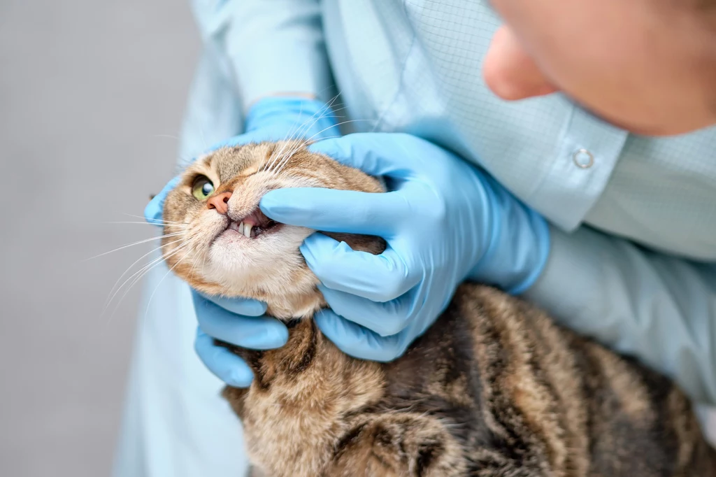 Otyłość u kotów to choroba, którą należy skonsultować z weterynarzem