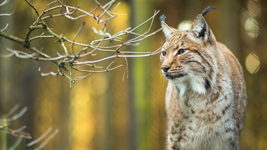 Samica rysia imieniem Cleo została prawdopodobnie zastrzelona - wśród jej szczątków znaleziono śrut. Podobny los spotkał jej dzieci (zdjęcie ilustracyjne)