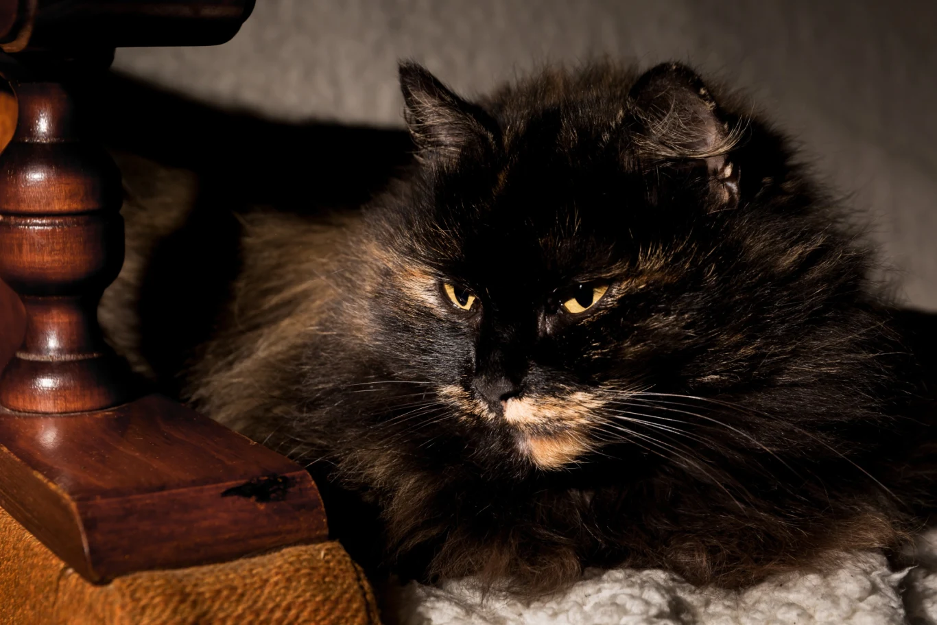 Ktoś zobaczył na betonie odciski łap i litery „DC”. Wtedy uznano, że to skrót od "demonic cat", czyli "demoniczny kot"