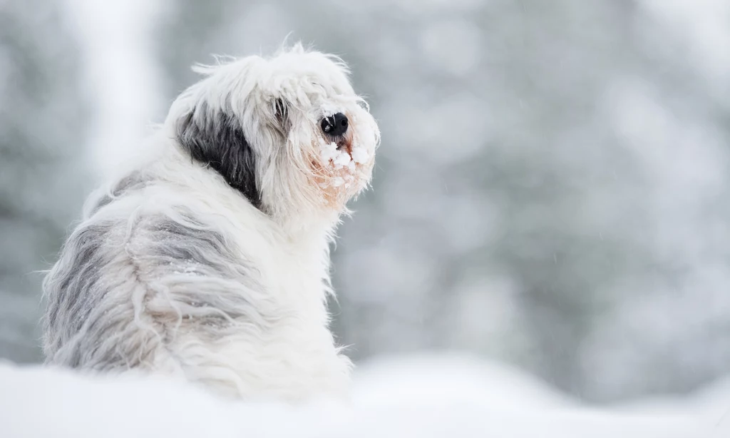 Niektórym psom zimą nie jest potrzebna dodatkowa ochrona. W każdym wypadku warto jednak zadbać o łapy pupila. Sól do posypywania chodników może zaszkodzić psu