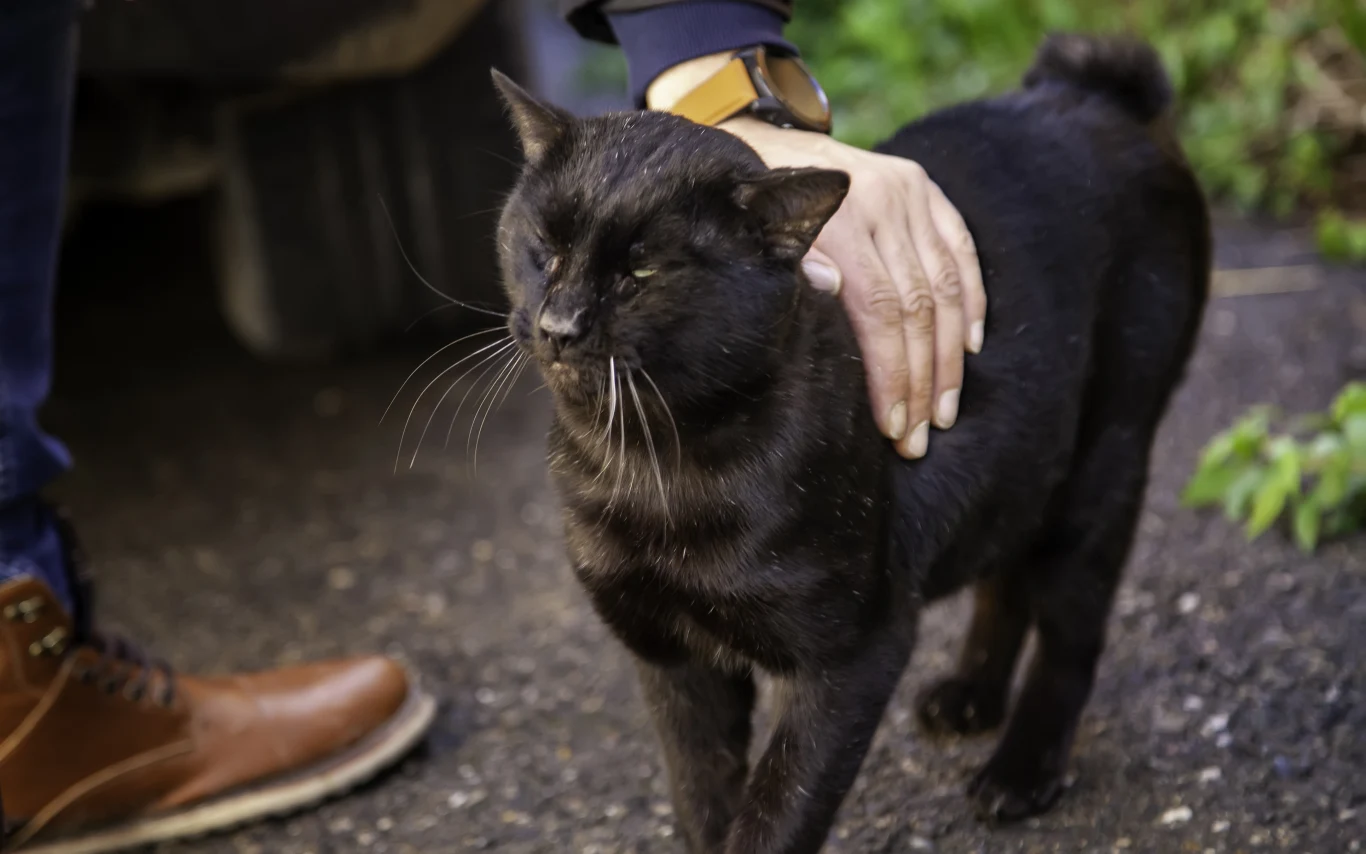 Czarne koty zwykle najdłużej czekają w schroniskach na przytulny dom. Tak jak inne potrzebują opieki i kochającego opiekuna