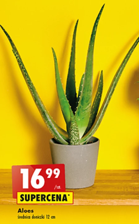 Aloes