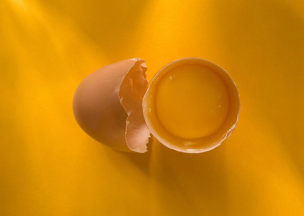 Białko jaja służy jako filtr