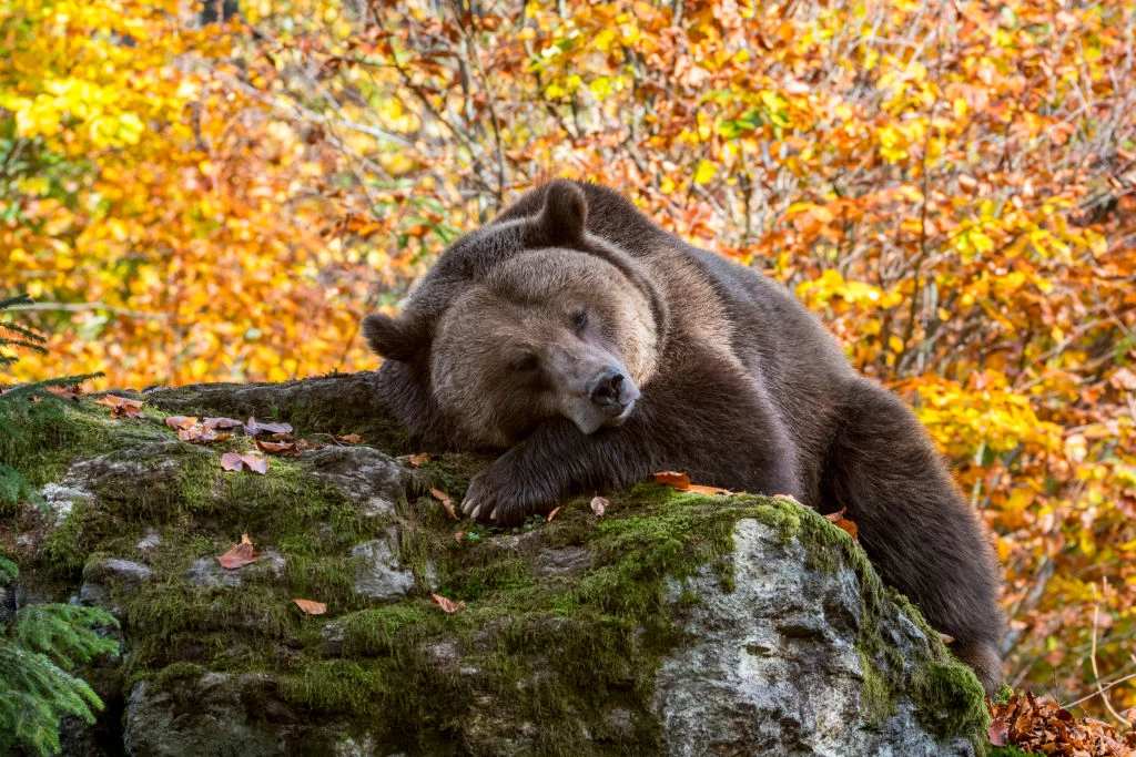 Odpoczynek na kamieniu