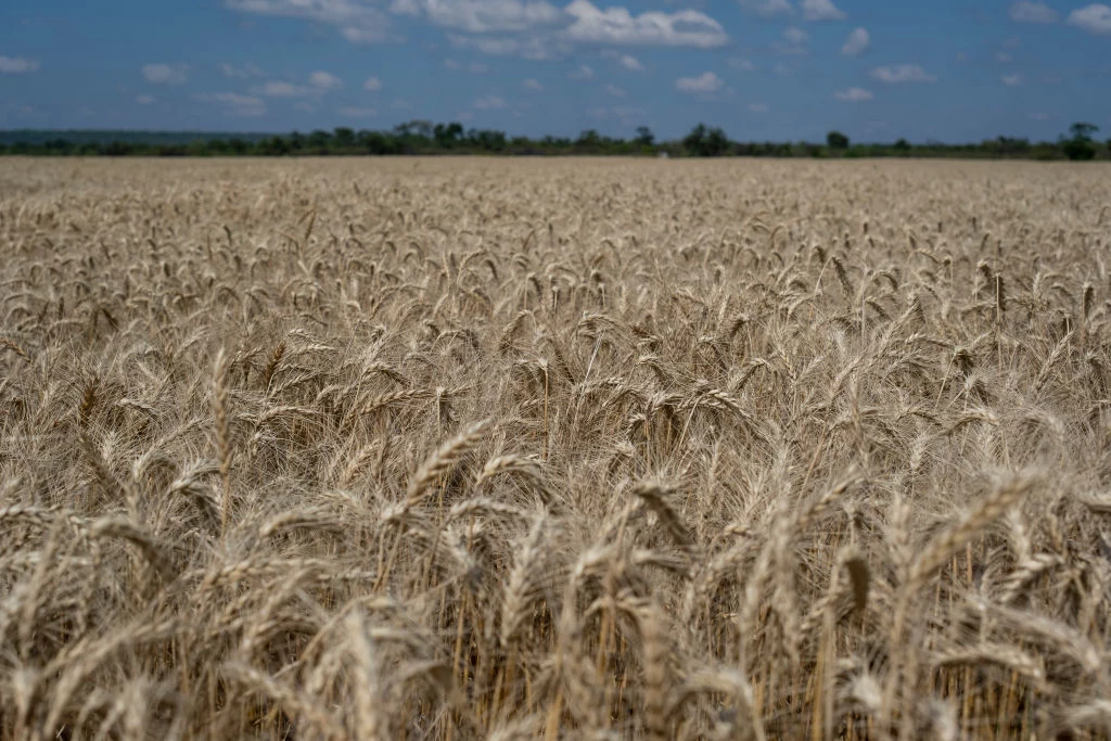 Pomimo kryzysów niektóre kraje spodziewają się rekordowych zbiorów pszenicy