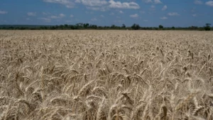 Pomimo kryzysów niektóre kraje spodziewają się rekordowych zbiorów pszenicy