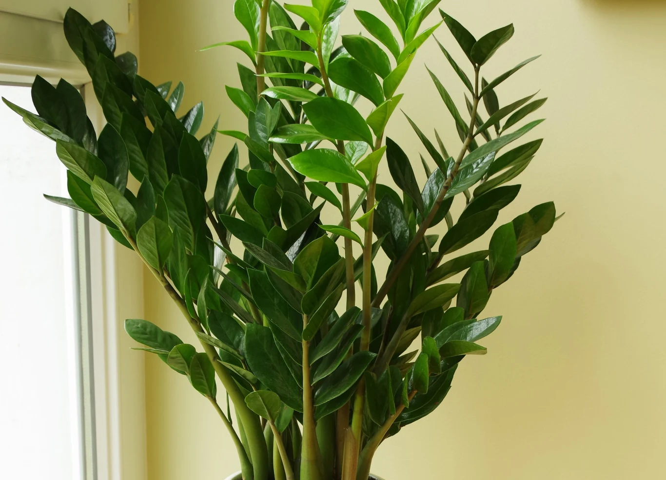 Sprawdź, jak odżywić zamiokulkasa, by rósł zdrowo