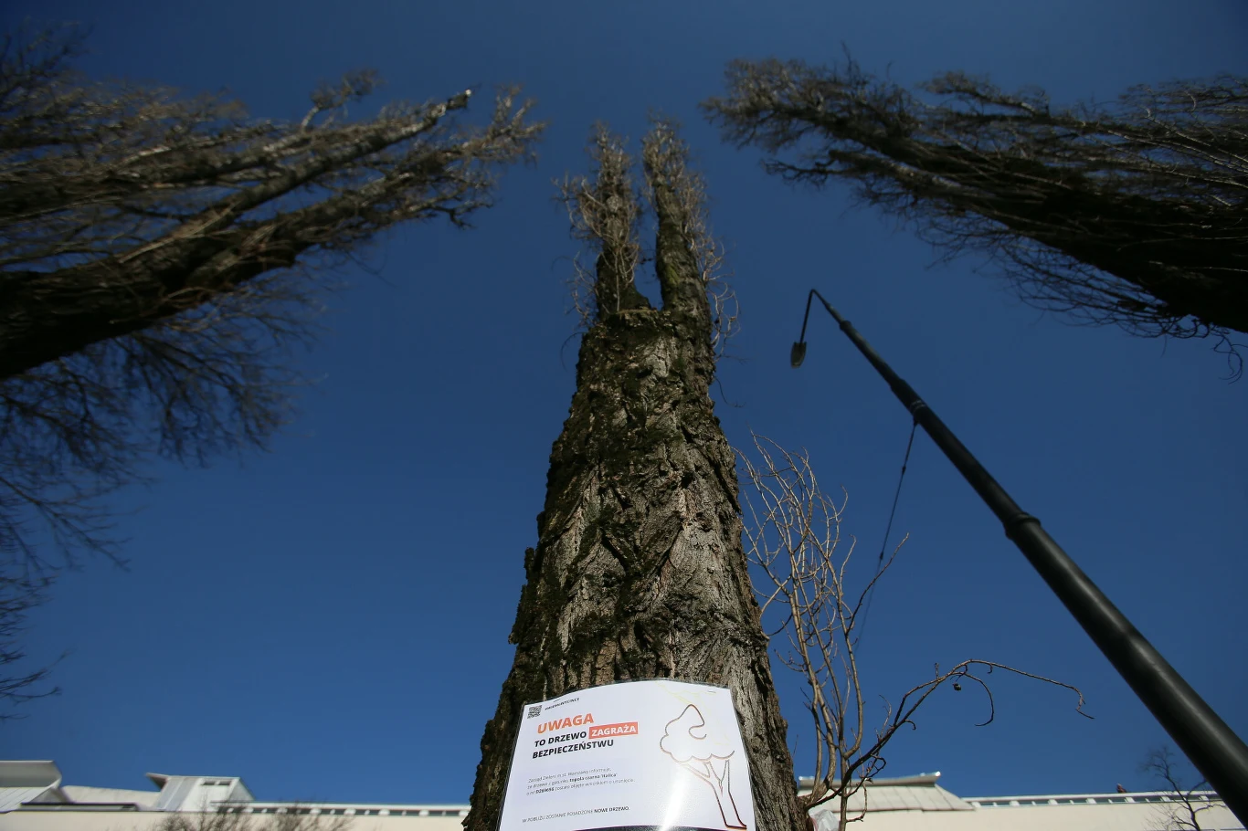 Warszawskie czarne topole