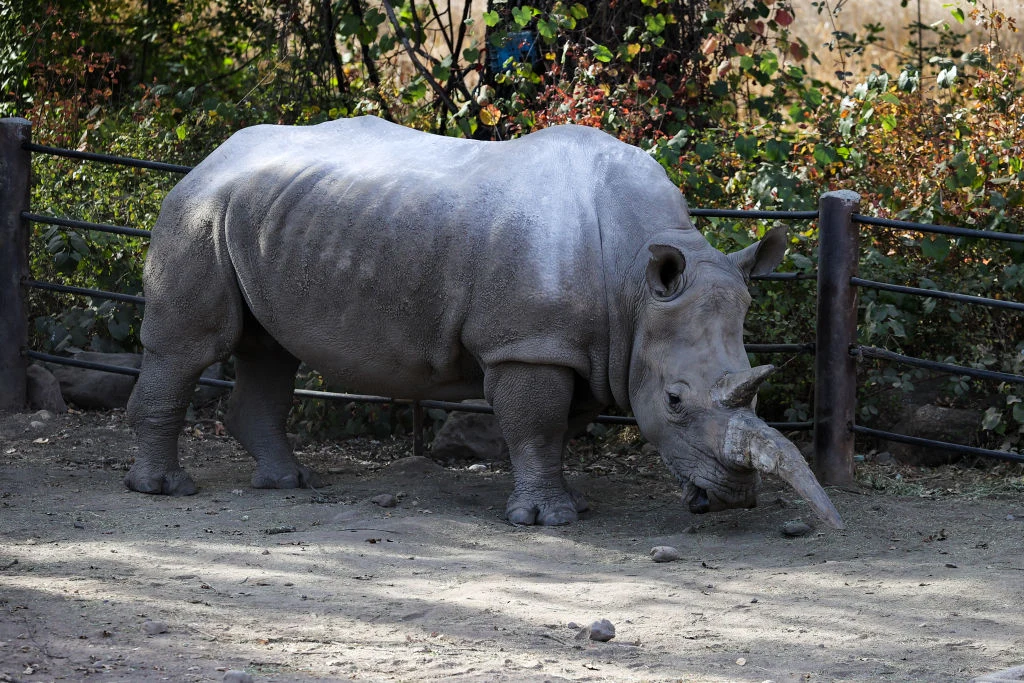 Nosorożec w Kalifornii Nosorożec w Kalifornii