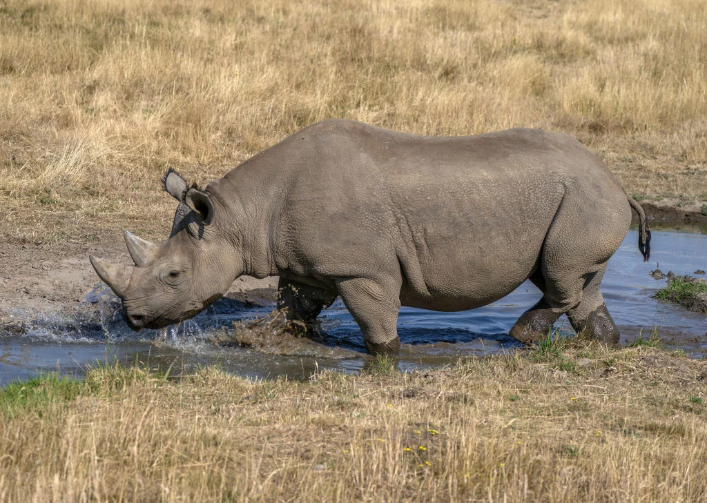  Zmniejszanie się rogów nosorożców może jednak stanowić dla zwierząt problem. Na zdjęciu czarny nosorożec