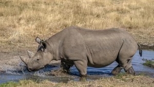 Czy nosorożce bronią się przed kłusownikami ewolucją?