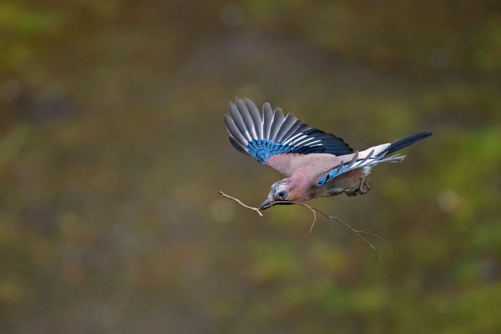 Sójki odznaczają się niebywałą inteligencją Sójki odznaczają się niebywałą inteligencją