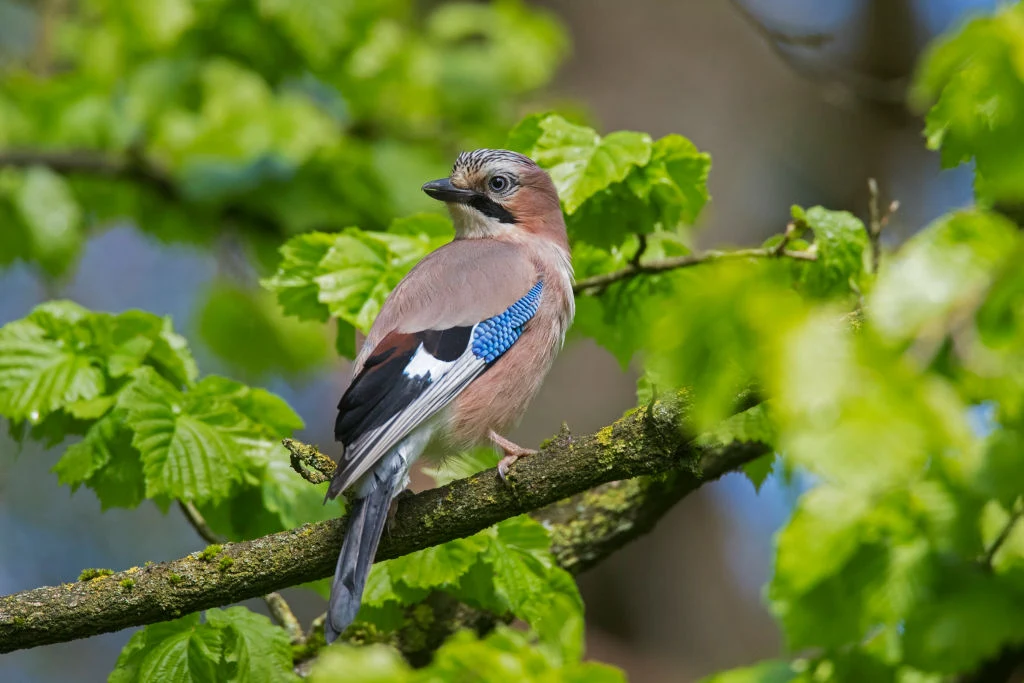 Sójka potrafi odmówić, aby zyskać więcej Sójka potrafi odmówić, aby zyskać więcej