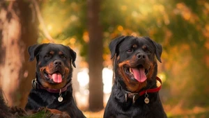 57-latek został dotkliwie pogryziony przez trzy rottweilery. Zdj. ilustracyjne