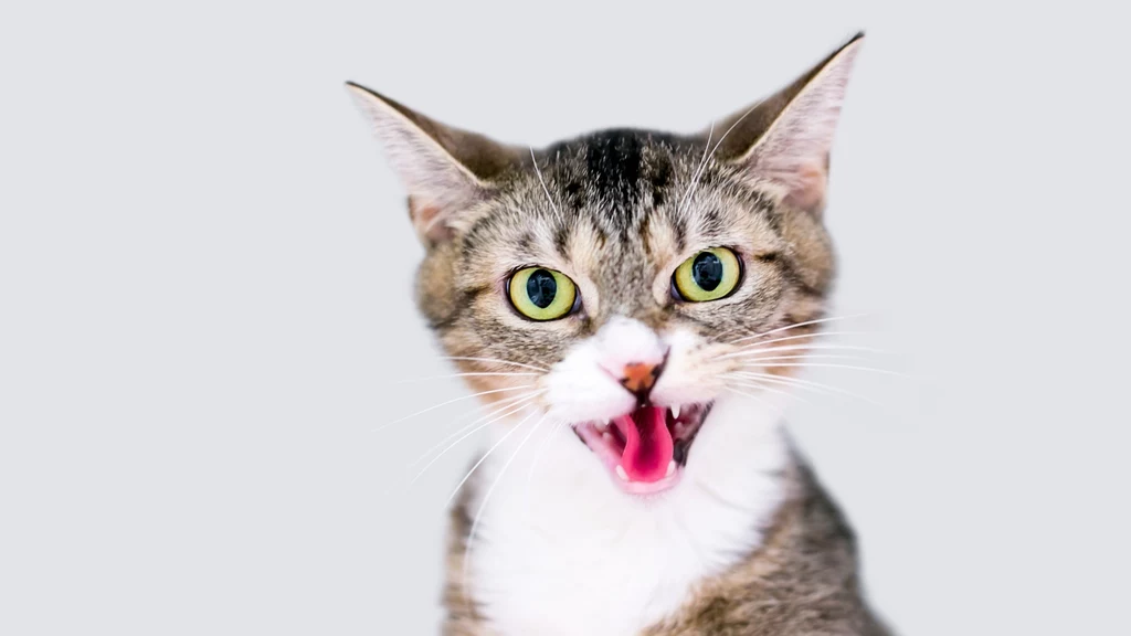 Część kotów, aby poinformować swoich właścicieli o swoim stanie stosuje głośną wokalizację. Dla niewprawnego kociarza może być ona myląca