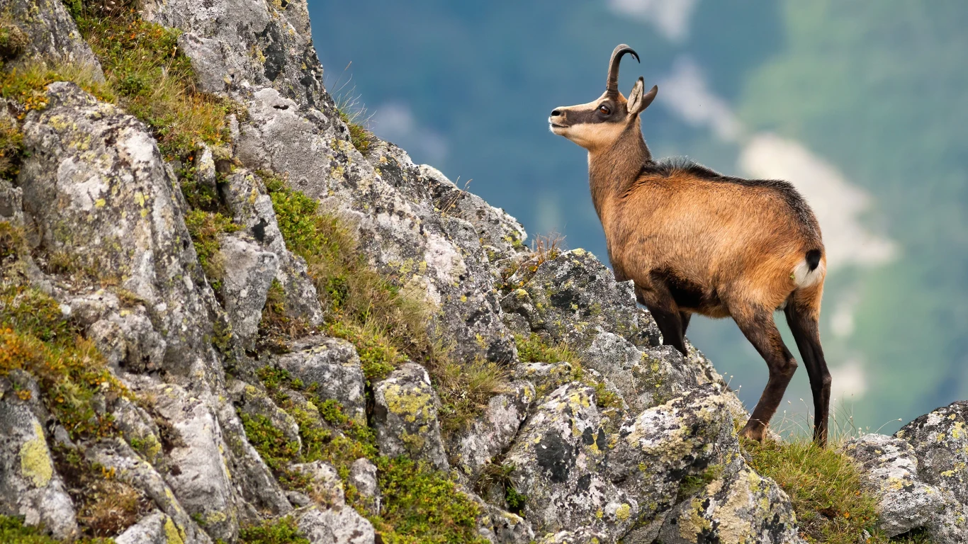 Ostatnia akcja liczenia kozic w Tatrach nastraja optymizmem. Zarejestrowano ich dużo więcej niż przed rokiem Ostatnia akcja liczenia kozic w Tatrach nastraja optymizmem. Zarejestrowano ich dużo więcej niż przed rokiem