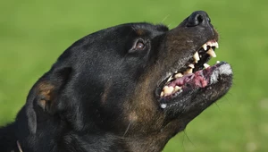 Policja wszczęła dochodzenie w sprawie pogryzienia przez rottweilery, zdj. ilustracyjne