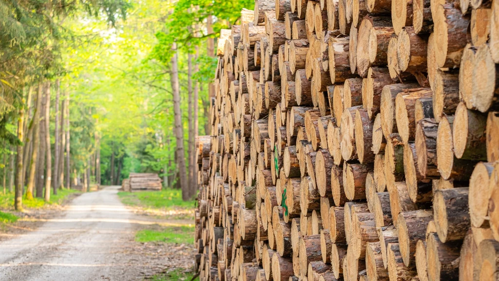 Popyt na drewno w Europie rośnie. Unia Europejska chce jednak przestać uznawać je za zielone źródło energii 