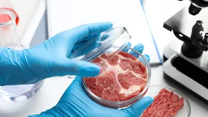 Mięso wyhodowane laboratoryjnie trafi do sklepów!
