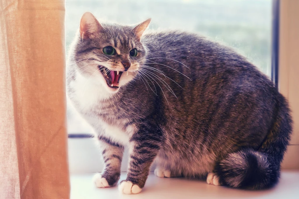 Naukowcy na podstawie odpowiedzi udzielonych przez właścicieli kotów ustalili dlaczego czworonogi reagują na ludzi strachem