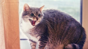 Dlaczego koty się boją? Powodem może być człowiek