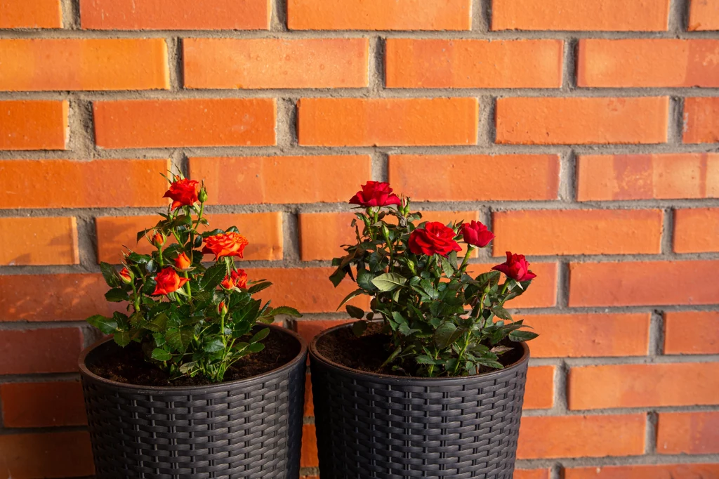 Róże w donicach również wymagają odpowiedniego zabezpieczenia na zimę.