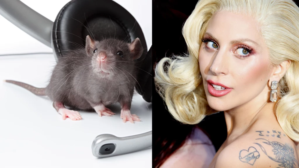 Szczury kochają Lady Gagę. Tak wynika z badań, które przeprowadzili japońscy naukowcy