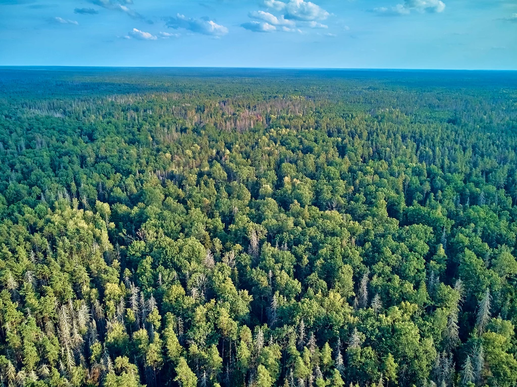 Widok z lotu ptaka na puszczę białowieską - fragment pierwotnej puszczy, która kiedyś rozciągała się na równinie europejskiej