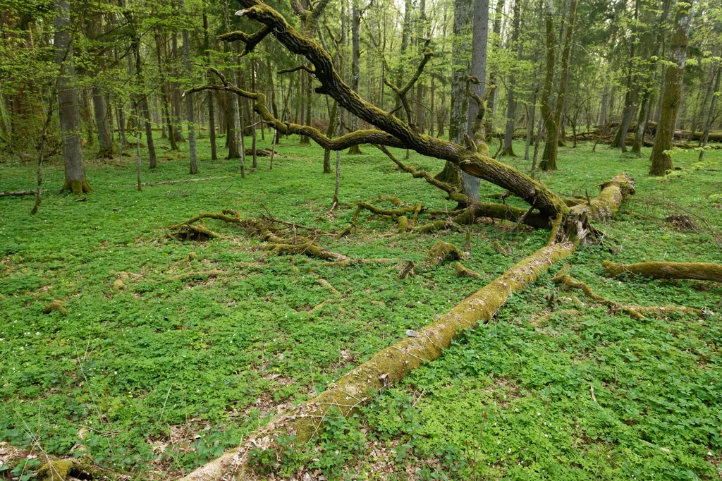 Białowieski Park Narodowy