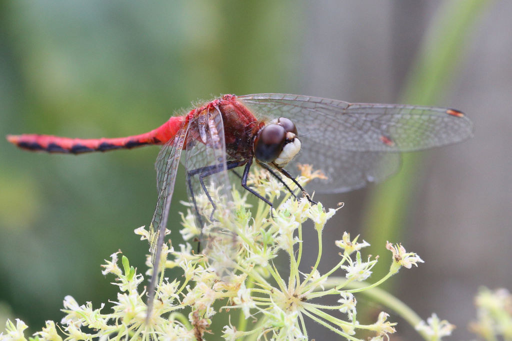 Ważka Meadowhawk