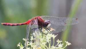 Ważka Meadowhawk