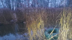 Ponad 50 cudzoziemców próbowało przedostać się do Polski