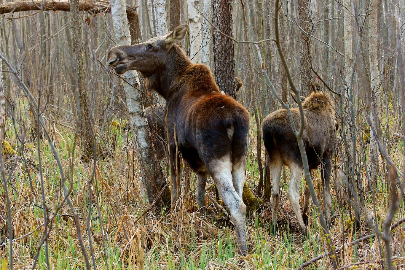 To kolejna śmierć tych zwierząt w Polsce