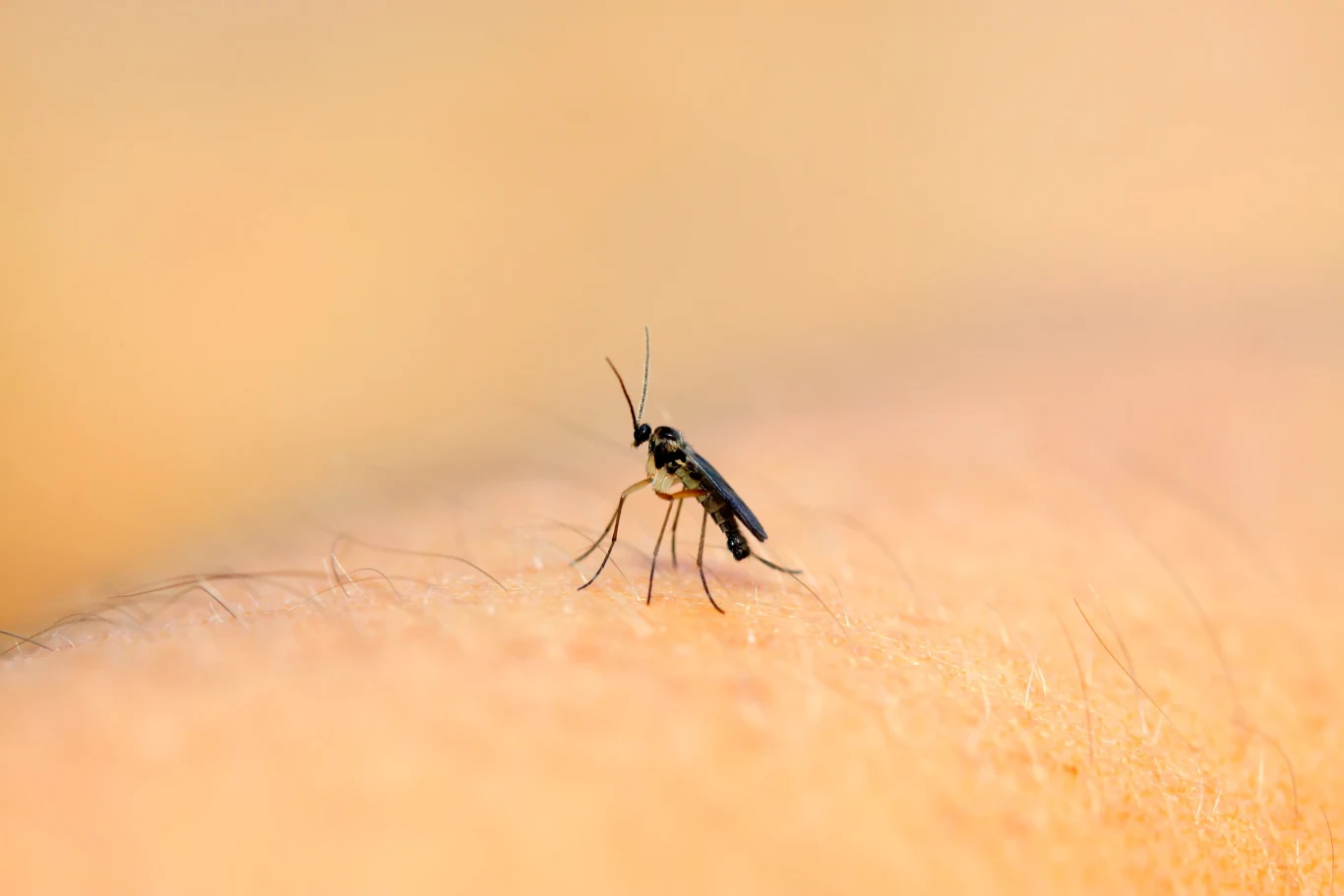 Ziemiórki to uciążliwy problem, jednak można się ich pozbyć domowymi sposobami. 