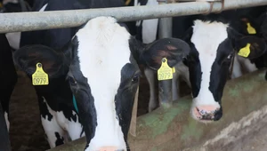 Dwoje ludzi znęcało się nad stadem krów, które tonęły w odchodach