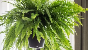 Pestki tego owocu to niezastąpiona odżywka do paprotki. Za miliony nie kupisz lepszej