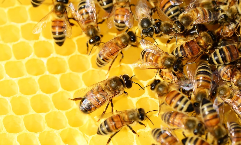 Pszczoły znikają z naszej planety