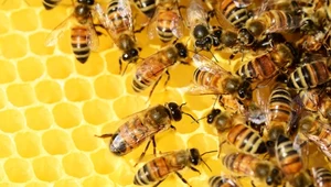Dramatyczny spadek. Pszczoły żyją coraz krócej