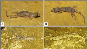 Nowe gatunki gadów odkryte kilka metrów pod ziemią