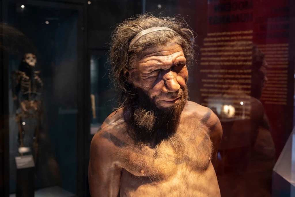 Neandertalczyk w Muzeum Historii w Londynie