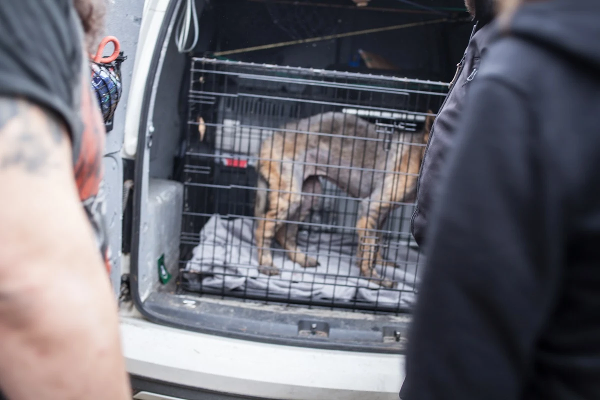 "To będzie chyba najtrudniejsza interwencja od dłuższego czasu". Spędziłyśmy jeden dzień z inspektorami KTOZ "To będzie chyba najtrudniejsza interwencja od dłuższego czasu". Spędziłyśmy jeden dzień z inspektorami KTOZ