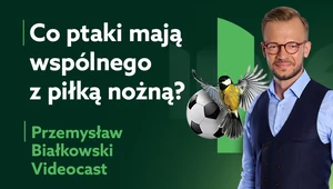 Co ptak, to obyczaj. Ornitolog o ptakach, piłkarzach i śnie