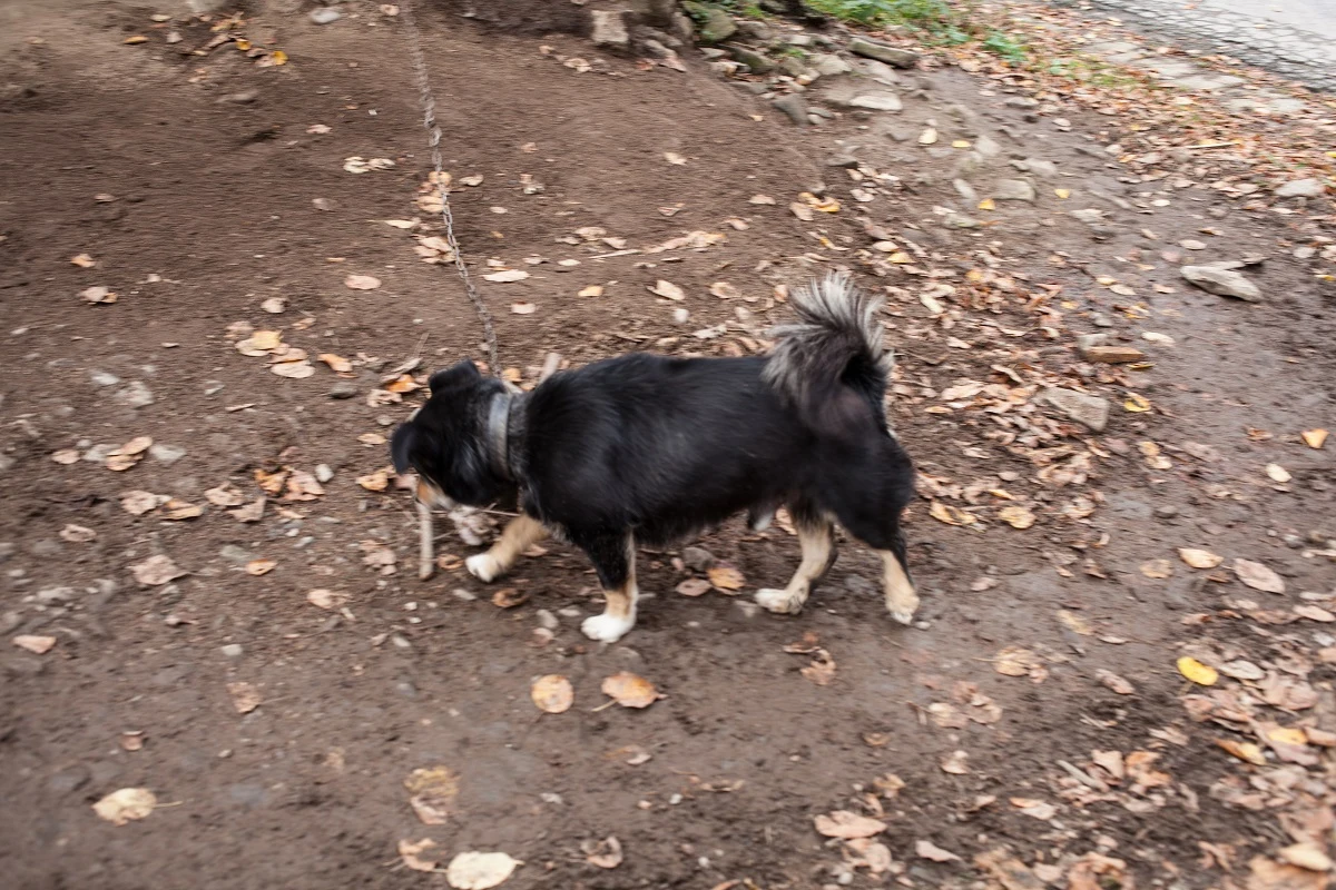 Właściciel psa jest agresywny, a interwencja dotyczy w zasadzie wyłącznie... ocieplenia budy