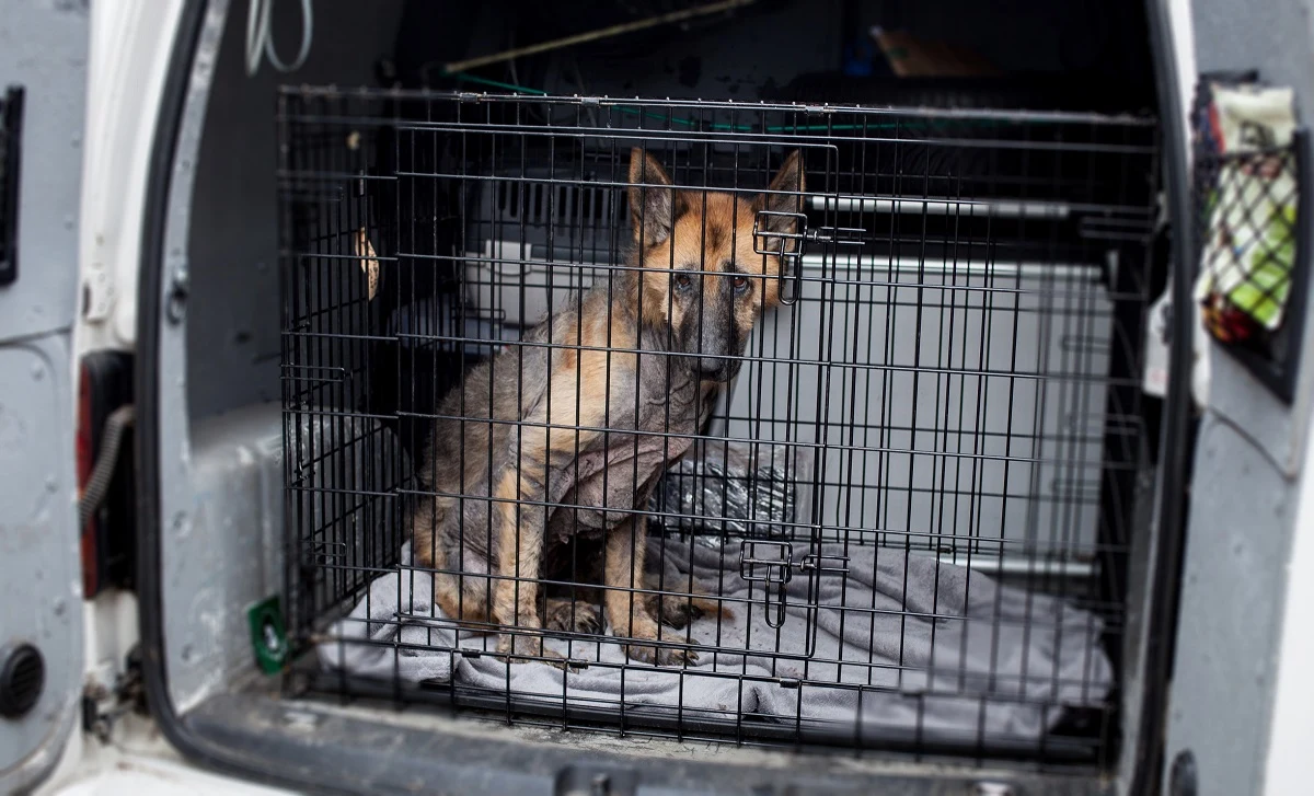 Elza rusza w podróż po lepszą przyszłość